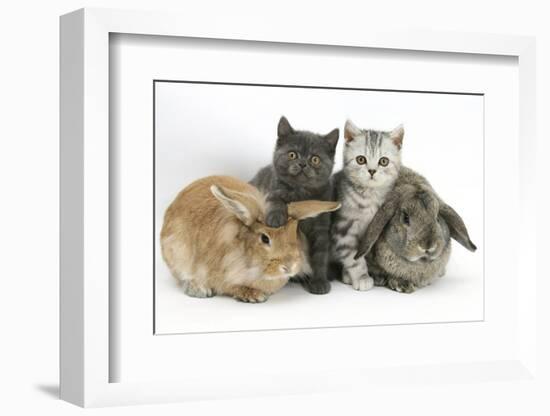 Grey Kitten and Silver Tabby Kitten with Sandy Lionhead-Cross and Agouti Lop Rabbits-Mark Taylor-Framed Photographic Print