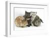 Grey Kitten and Silver Tabby Kitten with Sandy Lionhead-Cross and Agouti Lop Rabbits-Mark Taylor-Framed Photographic Print