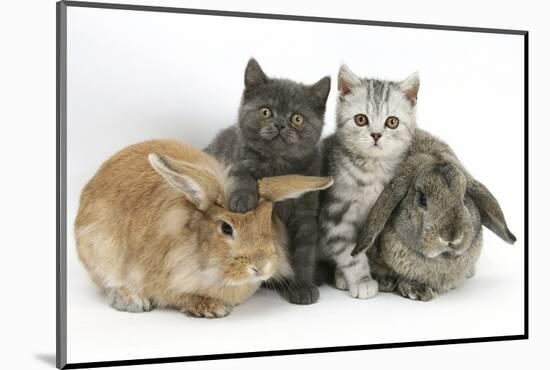 Grey Kitten and Silver Tabby Kitten with Sandy Lionhead-Cross and Agouti Lop Rabbits-Mark Taylor-Mounted Photographic Print