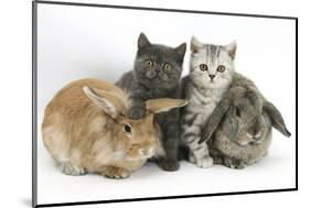 Grey Kitten and Silver Tabby Kitten with Sandy Lionhead-Cross and Agouti Lop Rabbits-Mark Taylor-Mounted Photographic Print