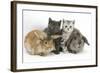 Grey Kitten and Silver Tabby Kitten with Sandy Lionhead-Cross and Agouti Lop Rabbits-Mark Taylor-Framed Photographic Print