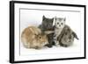 Grey Kitten and Silver Tabby Kitten with Sandy Lionhead-Cross and Agouti Lop Rabbits-Mark Taylor-Framed Photographic Print