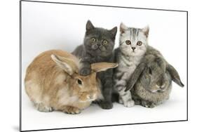 Grey Kitten and Silver Tabby Kitten with Sandy Lionhead-Cross and Agouti Lop Rabbits-Mark Taylor-Mounted Photographic Print