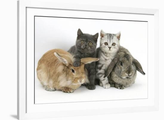 Grey Kitten and Silver Tabby Kitten with Sandy Lionhead-Cross and Agouti Lop Rabbits-Mark Taylor-Framed Photographic Print