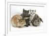 Grey Kitten and Silver Tabby Kitten with Sandy Lionhead-Cross and Agouti Lop Rabbits-Mark Taylor-Framed Photographic Print