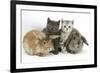 Grey Kitten and Silver Tabby Kitten with Sandy Lionhead-Cross and Agouti Lop Rabbits-Mark Taylor-Framed Photographic Print