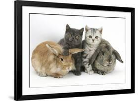 Grey Kitten and Silver Tabby Kitten with Sandy Lionhead-Cross and Agouti Lop Rabbits-Mark Taylor-Framed Photographic Print