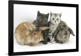 Grey Kitten and Silver Tabby Kitten with Sandy Lionhead-Cross and Agouti Lop Rabbits-Mark Taylor-Framed Photographic Print