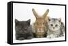 Grey Kitten and Silver Tabby Kitten with Sandy Lionhead-Cross Rabbit-Mark Taylor-Framed Stretched Canvas