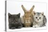 Grey Kitten and Silver Tabby Kitten with Sandy Lionhead-Cross Rabbit-Mark Taylor-Stretched Canvas