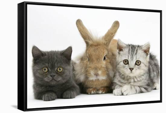 Grey Kitten and Silver Tabby Kitten with Sandy Lionhead-Cross Rabbit-Mark Taylor-Framed Stretched Canvas