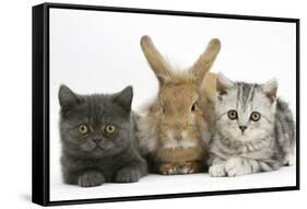 Grey Kitten and Silver Tabby Kitten with Sandy Lionhead-Cross Rabbit-Mark Taylor-Framed Stretched Canvas