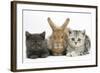 Grey Kitten and Silver Tabby Kitten with Sandy Lionhead-Cross Rabbit-Mark Taylor-Framed Photographic Print