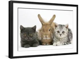 Grey Kitten and Silver Tabby Kitten with Sandy Lionhead-Cross Rabbit-Mark Taylor-Framed Photographic Print