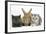 Grey Kitten and Silver Tabby Kitten with Sandy Lionhead-Cross Rabbit-Mark Taylor-Framed Photographic Print