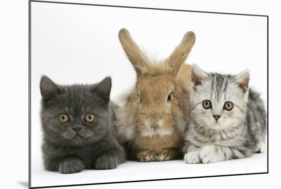 Grey Kitten and Silver Tabby Kitten with Sandy Lionhead-Cross Rabbit-Mark Taylor-Mounted Photographic Print