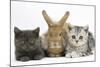Grey Kitten and Silver Tabby Kitten with Sandy Lionhead-Cross Rabbit-Mark Taylor-Mounted Photographic Print