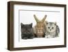 Grey Kitten and Silver Tabby Kitten with Sandy Lionhead-Cross Rabbit-Mark Taylor-Framed Photographic Print