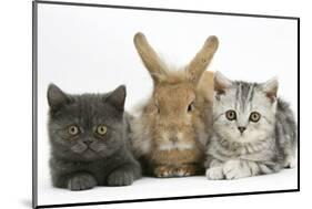 Grey Kitten and Silver Tabby Kitten with Sandy Lionhead-Cross Rabbit-Mark Taylor-Mounted Photographic Print