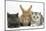 Grey Kitten and Silver Tabby Kitten with Sandy Lionhead-Cross Rabbit-Mark Taylor-Mounted Photographic Print