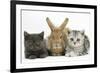 Grey Kitten and Silver Tabby Kitten with Sandy Lionhead-Cross Rabbit-Mark Taylor-Framed Photographic Print