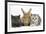 Grey Kitten and Silver Tabby Kitten with Sandy Lionhead-Cross Rabbit-Mark Taylor-Framed Photographic Print