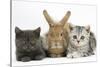 Grey Kitten and Silver Tabby Kitten with Sandy Lionhead-Cross Rabbit-Mark Taylor-Stretched Canvas