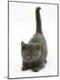 Grey Kitten Crouching, Looking Playful, Tail Up-Mark Taylor-Mounted Photographic Print