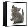 Grey Kitten Holding Out Paw-Mark Taylor-Framed Stretched Canvas