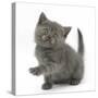 Grey Kitten Holding Out Paw-Mark Taylor-Stretched Canvas