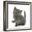 Grey Kitten Holding Out Paw-Mark Taylor-Framed Photographic Print