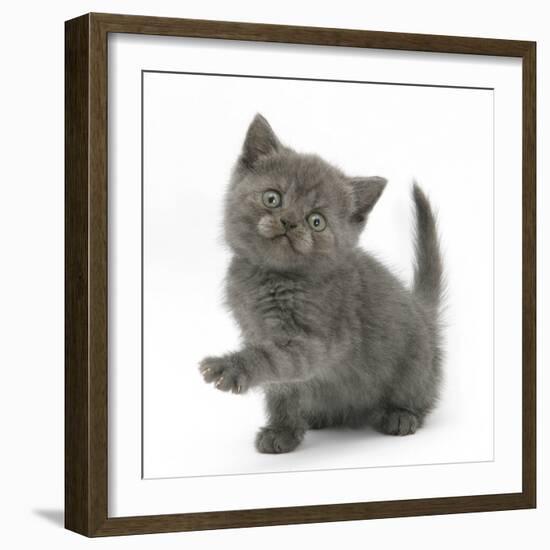 Grey Kitten Holding Out Paw-Mark Taylor-Framed Photographic Print
