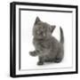 Grey Kitten Holding Out Paw-Mark Taylor-Framed Photographic Print