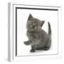 Grey Kitten Holding Out Paw-Mark Taylor-Framed Photographic Print