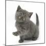 Grey Kitten Holding Out Paw-Mark Taylor-Mounted Photographic Print