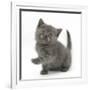 Grey Kitten Holding Out Paw-Mark Taylor-Framed Photographic Print