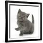 Grey Kitten Holding Out Paw-Mark Taylor-Framed Photographic Print