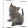 Grey Kitten Holding Out Paw-Mark Taylor-Mounted Photographic Print