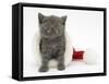 Grey Kitten in a Father Christmas Hat-Mark Taylor-Framed Stretched Canvas