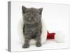 Grey Kitten in a Father Christmas Hat-Mark Taylor-Stretched Canvas