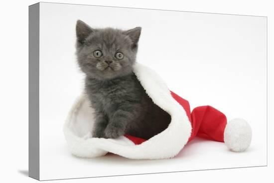 Grey Kitten in a Father Christmas Hat-Mark Taylor-Stretched Canvas