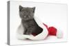 Grey Kitten in a Father Christmas Hat-Mark Taylor-Stretched Canvas