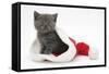 Grey Kitten in a Father Christmas Hat-Mark Taylor-Framed Stretched Canvas