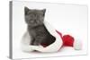 Grey Kitten in a Father Christmas Hat-Mark Taylor-Stretched Canvas