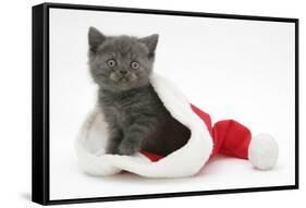 Grey Kitten in a Father Christmas Hat-Mark Taylor-Framed Stretched Canvas