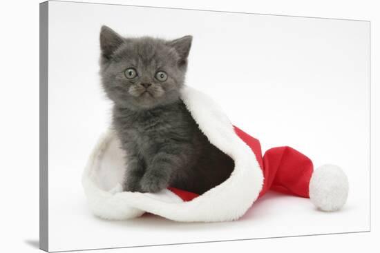 Grey Kitten in a Father Christmas Hat-Mark Taylor-Stretched Canvas
