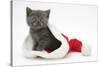 Grey Kitten in a Father Christmas Hat-Mark Taylor-Stretched Canvas