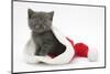 Grey Kitten in a Father Christmas Hat-Mark Taylor-Mounted Premium Photographic Print