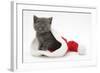 Grey Kitten in a Father Christmas Hat-Mark Taylor-Framed Photographic Print