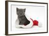 Grey Kitten in a Father Christmas Hat-Mark Taylor-Framed Photographic Print